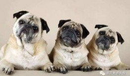 巴哥最新爆料萨博,萨博最新动态大曝光！