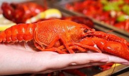 厦门龙虾爆料视频播放下载,揭秘网红龙虾美食背后的下载热潮