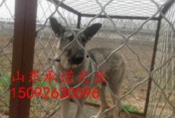 狼狗最新爆料图片大全大图,高清大图揭秘神秘瞬间