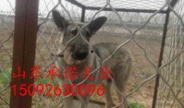 狼狗最新爆料图片大全大图,高清大图揭秘神秘瞬间