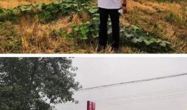 乌鸦爆料张大炮最新进展,张大炮最新动态揭秘