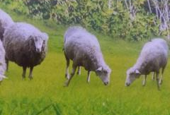 小羊最新爆料视频下载大全