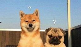 巴哥最新爆料萨博,萨博最新动态大曝光！