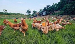 土鸡游戏爆料大全最新视频,最新视频揭秘精彩内容