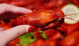厦门龙虾爆料视频播放下载,揭秘网红龙虾美食背后的下载热潮