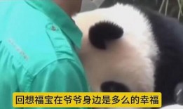 福宝爷爷爆料福宝视频在线观看,福宝视频在线观看全攻略