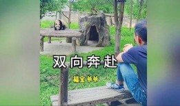 福宝爷爷爆料福宝视频在线观看,福宝视频在线观看全攻略